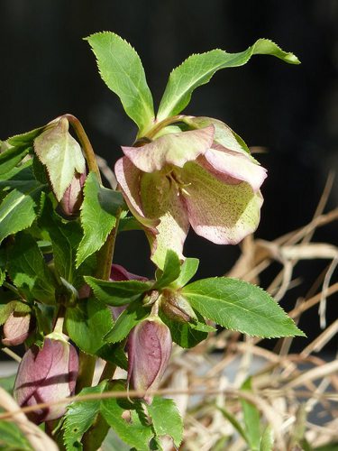 Hellebore